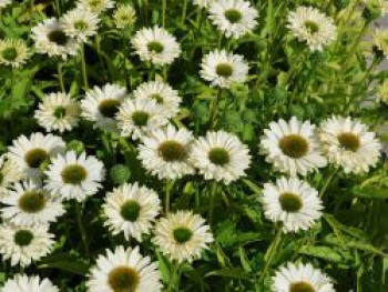 Scheinsonnenhut SunSeekers 'White Perfection', Echinacea purpurea SunSeekers 'White Perfection', Topfware