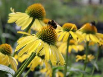 Scheinsonnenhut SunSeekers &#8218;Yellow&#8216;, Echinacea purpurea SunSeekers &#8218;Yellow&#8216;, Topfware