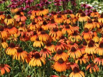 Scheinsonnenhut 'Tangerine Dream' ®, Echinacea purpurea 'Tangerine Dream' ®, Topfware