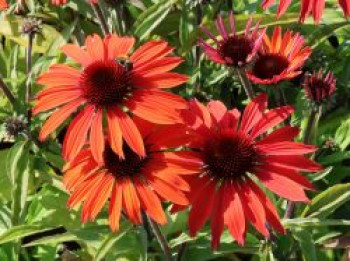 Scheinsonnenhut &#8218;Tiki Torch&#8216; ®, Echinacea purpurea &#8218;Tiki Torch&#8216;  ®, Topfware