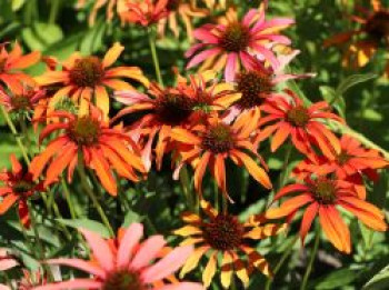 Scheinsonnenhut 'Tomato Soup' ®, Echinacea purpurea 'Tomato Soup' ®, Containerware