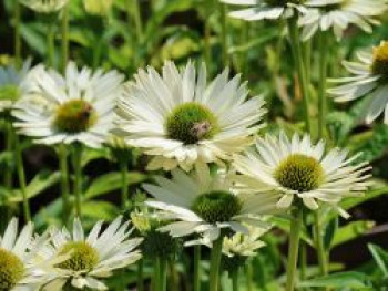 Scheinsonnenhut &#8218;Virgin&#8216;, Echinacea purpurea &#8218;Virgin&#8216;, Topfware