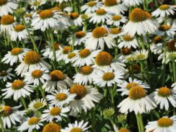 Scheinsonnenhut &#8218;White Meditation&#8216;, Echinacea purpurea &#8218;White Meditation&#8216;, Topfware