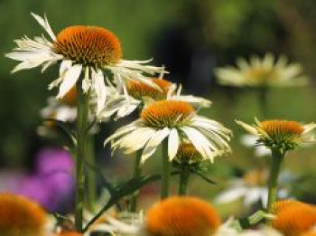 Scheinsonnenhut &#8218;White Mist&#8216;, Echinacea purpurea &#8218;White Mist&#8216;, Topfware