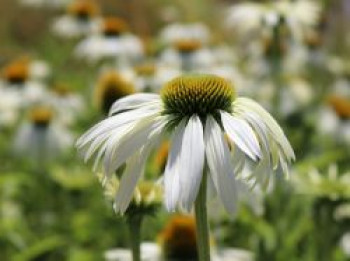 Scheinsonnenhut &#8218;White Swan&#8216;, Echinacea purpurea &#8218;White Swan&#8216;, Topfware