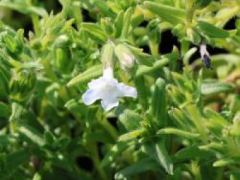 Scheinsteinsame 'Alba', Lithodora diffusa 'Alba', Topfware