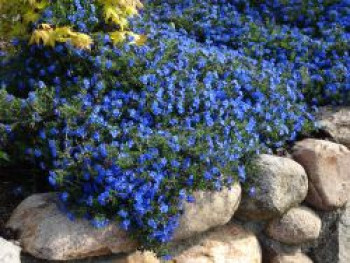 Schein-Steinsame &#8218;Heavenly Blue&#8216;, Lithodora diffusa &#8218;Heavenly Blue&#8216;, Topfware