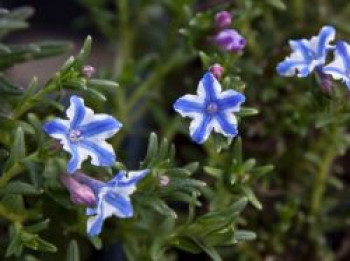 Schein-Steinsame / Lithodora &#8218;Star&#8216;, Lithodora diffusa &#8218;Star&#8216;, Topfware