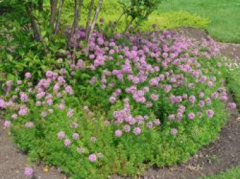 Scheinwaldmeister, Phuopsis stylosa, Topfware