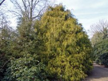 Scheinzypresse / Sawara- Scheinzypresse / Gelbe Fadenzypresse, 15-30 cm, Chamaecyparis pisifera 'Filifera Aurea', Topfware