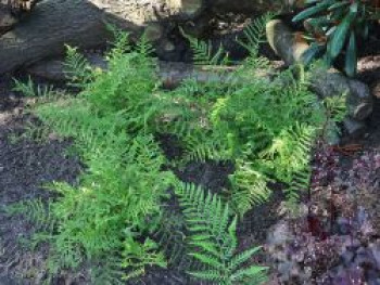 Schellenbaum-Wurmfarn &#8218;Linearis Polydactylon&#8216;, Dryopteris filix-mas &#8218;Linearis Polydactylon&#8216;, Topfware