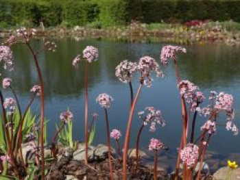 Schildblatt, Darmera peltata, Topfware