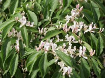 Schirm-Heckenkirsche, 10-20 cm, Lonicera maackii, Topfware