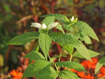 Schlangenkopf &#8218;Alba&#8216;, Chelone obliqua &#8218;Alba&#8216;, Topfware