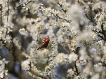 Schlehe / Schwarzdorn, 100-125 cm, Prunus spinosa, Containerware