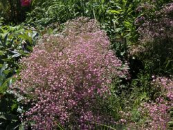 Schleierkraut &#8218;Flamingo&#8216;, Gypsophila paniculata &#8218;Flamingo&#8216;, Topfware