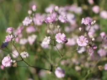 Rispiges Schleierkraut 'Festival Pink Lady', Gypsophila paniculata 'Festival Pink Lady', Topfware