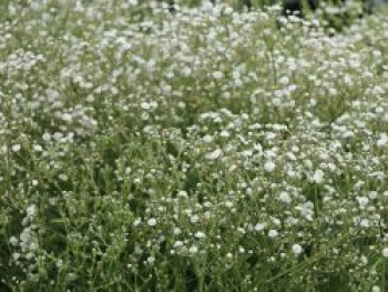 Schleierkraut / Rispiges Gipskraut &#8218;Festival White&#8216;, Gypsophila paniculata &#8218;Festival White&#8216;, Topfware