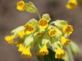 Echte Schlüsselblume &#8218;Cabrillo&#8216;, Primula veris &#8218;Cabrillo&#8216;, Topfware