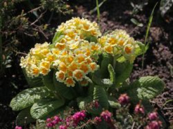 Schlüsselblume 'Lime with Orange', Primula veris 'Lime with Orange', Topfware