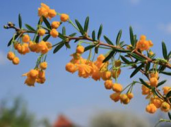 Schmalblättrige Berberitze / Dotterberberitze, 30-40 cm, Berberis stenophylla, Containerware