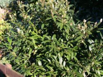 Schmalblättriger Kirschlorbeer &#8218;Zabeliana&#8216;, 30-40 cm, Prunus laurocerasus &#8218;Zabeliana&#8216;, Containerware