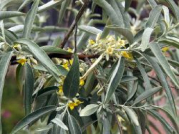 Schmalblättrige Ölweide, 40-60 cm, Elaeagnus angustifolia, Containerware