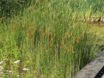 Schmalblättriger Rohrkolben, Typha angustifolia, Topfware