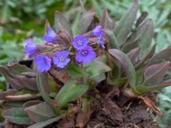 Schmalblättriges Lungenkraut &#8218;Azurea&#8216;, Pulmonaria dacica &#8218;Azurea&#8216;, Topfware