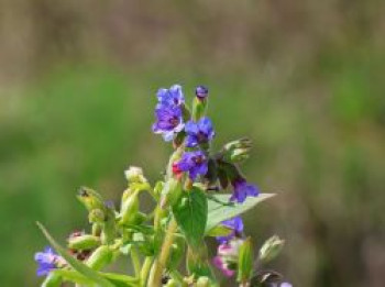 Schmalblättriges Lungenkraut, Pulmonaria angustifolia, Topfware