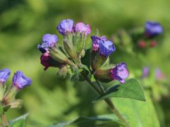 Schmalblättriges Lungenkraut &#8218;Munstead Blue&#8216;, Pulmonaria dacica &#8218;Munstead Blue&#8216;, Topfware