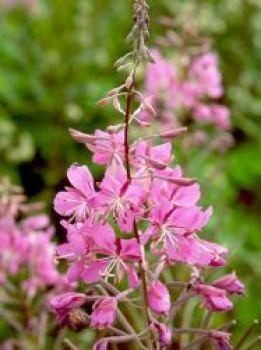 Schmalblättriges Weidenröschen, Epilobium angustifolium, Topfware