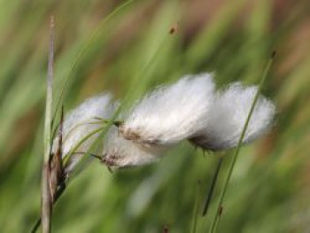 Schmalblättriges Wollgras, Eriophorum angustifolium, Topfware