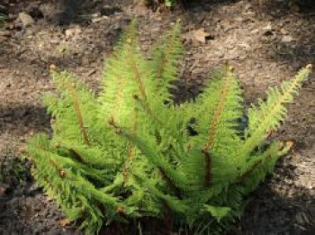 Schmaler Filigranfarn &#8218;Proliferum&#8216;, Polystichum setiferum &#8218;Proliferum&#8216;, Topfware