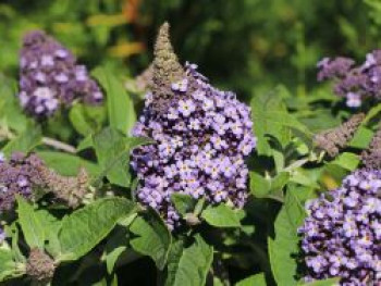 Zwerg-Schmetterlingsflieder / Zwerg-Sommerflieder Butterfly Candy ® &#8218;Lila Sweetheart&#8216;, Buddleja davidii Butterfly Candy ® &#8218;Lila Sweetheart&#8216;, Containerware