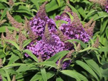 Zwerg-Schmetterlingsflieder / Zwerg-Sommerflieder Butterfly Candy ® &#8218;Little Lila&#8216;, Buddleja davidii Butterfly Candy ® &#8218;Little Lila&#8216;, Containerware