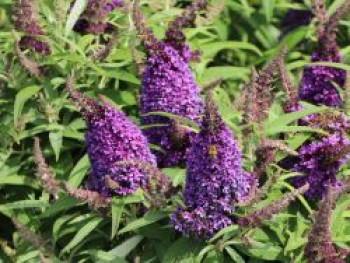 Zwerg-Schmetterlingsflieder / Zwerg-Sommerflieder Butterfly Candy ® 'Little Purple', Buddleja davidii Butterfly Candy ® 'Little Purple', Containerware