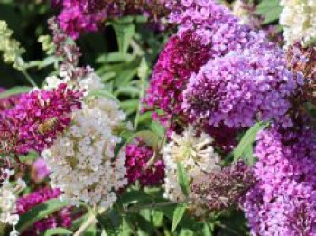 Zwerg-Schmetterlingsflieder / Zwerg-Sommerflieder BUZZ ® TRIO, 40-60 cm, Buddleja davidii BUZZ ® TRIO (3 Sorten in einem Topf), Containerware