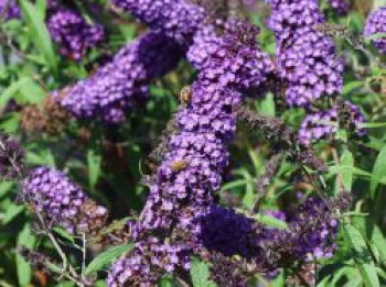 Schmetterlingsflieder / Sommerflieder Summer Kids ® 'Bruno Blue', 20-40 cm, Buddleja davidii Summer Kids ® 'Bruno Blue', Containerware