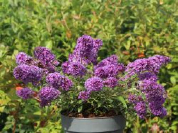 Schmetterlingsflieder / Sommerflieder Summer Kids ® 'Eddi', 20-40 cm, Buddleja davidii Summer Kids ® 'Eddi', Containerware