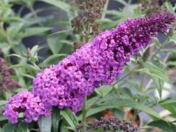 Schmetterlingsflieder / Sommerflieder Summer Kids ® 'Vivian Violet', 20-40 cm, Buddleja davidii Summer Kids ® 'Vivian Violet', Containerware