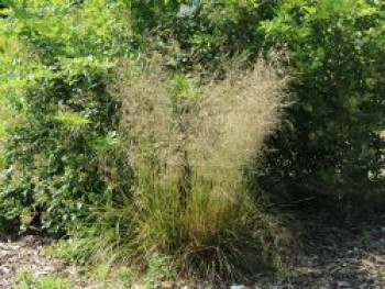 Schmiele &#8218;Bronzeschleier&#8216;, Deschampsia cespitosa &#8218;Bronzeschleier&#8216;, Topfware