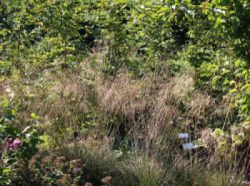 Schmiele &#8218;Schottland&#8216;, Deschampsia cespitosa &#8218;Schottland&#8216;, Topfware