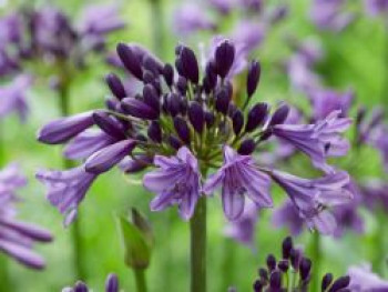 Schmuck-Lilie 'Poppin Purple', Agapanthus 'Poppin Purple', Topfware