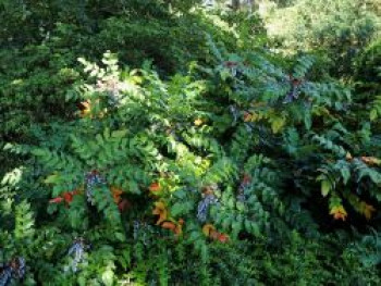 Schmuck Mahonie, 30-40 cm, Mahonia bealei, Containerware