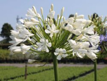 Afrikanische Schmucklilie &#8218;Albus&#8216;, Agapanthus africanus &#8218;Albus&#8216;, Topfware