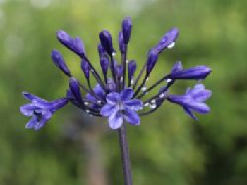 Schmucklilie &#8218;Back in Black&#8216;, Agapanthus africanus &#8218;Back in Black&#8216;, Topfware