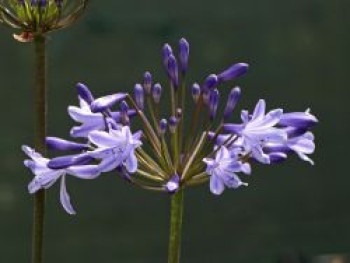 Schmucklilie &#8218;Blue Triumphator&#8216;, Agapanthus africanus &#8218;Blue Triumphator&#8216;, Topfware