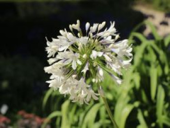 Schmucklilie 'Enigma', Agapanthus 'Enigma', Topfware