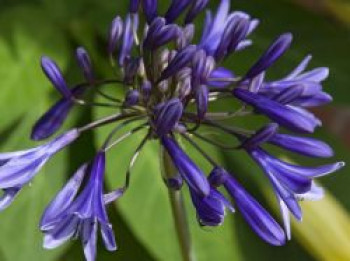 Schmucklilie &#8218;Navy Blue&#8216;, Agapanthus africanus &#8218;Navy Blue&#8216;, Topfware